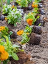 Flower seedlings - yellow pansies, Viola tricolor, spring work in the garden, park, floriculture. Flowerbed decoration Royalty Free Stock Photo