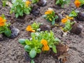 Flower seedlings - yellow pansies, Viola tricolor, spring work in the garden, park, floriculture. Flowerbed decoration Royalty Free Stock Photo