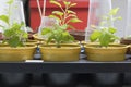 Seedlings of flowers in pots with a greenhouse system