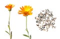 Flower and seeds of Calendula isolated on white Royalty Free Stock Photo