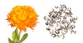 Flower and seeds of Calendula isolated on white Royalty Free Stock Photo