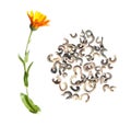 Flower and seeds of Calendula isolated on white Royalty Free Stock Photo