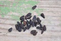 Flower seeds of Ipomoea spp.