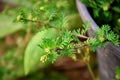 Lepidium virginicum with seeds in pot in the yard Royalty Free Stock Photo