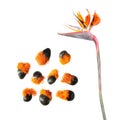 Flower and seeds of Strelitzia reginae or Bird of paradise plant isolated on white Royalty Free Stock Photo