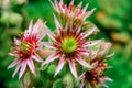 Flower sempervivum houseleeks is a genus of about 40 species of flowering plants in the Crassulaceae family