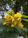 Flower Senna, beautiful yellow flower, found in the park and front garden until grace the city street