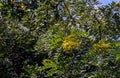 Flower of Senna siamea blooming on tree