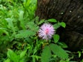 A Flower of Sensitive Plant Mimosa Pudica Royalty Free Stock Photo