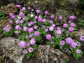 Flower serrulate primrose (Primula denticulata)