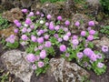 Flower serrulate primrose (Primula denticulata) Royalty Free Stock Photo