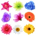 Flower Set Royalty Free Stock Photo