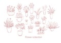 flower set vector collection line art design calligraphy illustration sticks garden market