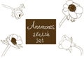 Flower set: detailed hand drawn anemones