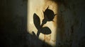 Flower shadow on textured old wall Royalty Free Stock Photo
