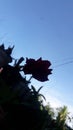 flower shadow under blue sky