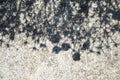 Flower shadows on a cracked cement background Royalty Free Stock Photo