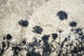 Flower shadows on a cracked cement background Royalty Free Stock Photo