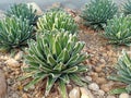 Flower shape green cactus with gravels