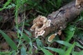 A flower shaped light brown mushroom bloomed on the tip of a dead Rubber stem Royalty Free Stock Photo