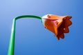 Flower shaped light pole. street light pole Royalty Free Stock Photo