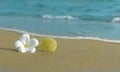 Flower and shell on the beach Royalty Free Stock Photo