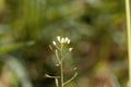 Flower of a shepherds purse, Capsella bursa-pastoris