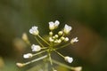 Flower of a shepherds purse, Capsella bursa-pastoris