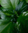 Nature things, green leaf photo