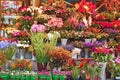 Flower shop Royalty Free Stock Photo