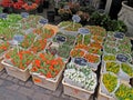 Flower shop in Amsterdam 1012