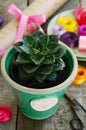 Flower shop - cactus in green pot, colorful ribbons, wrappings Royalty Free Stock Photo