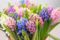 Hyacinth closeup. Flower shop concept. Mixed color. Fresh spring flowers in refrigerator room for flowers. Bouquets on Royalty Free Stock Photo