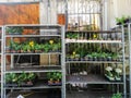 Pontevedra, Spain; 08/08/2018: Flower shop outdoor stand with colorful flower pots