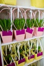 Flower shop shelves are filled with paper gift bags of spring flowers. Preparation for spring holidays Royalty Free Stock Photo