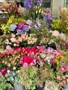 Flower shopping in Europe in spring