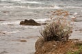 Flower on the shore