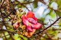 Flower of Shorea robusta or Sala flora on Cannonball tree.