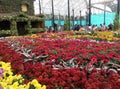 Flower show at Lalbagh Bangalore