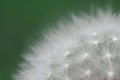 flower shower head particular macrophotography