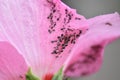 Flower of a Shrub mallow (Hibiscus syriacus) with aphids Royalty Free Stock Photo