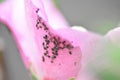 Flower of a Shrub mallow (Hibiscus syriacus) with aphids Royalty Free Stock Photo