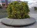 Flower and shrub planter boxes are built in public parks.