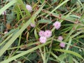 The flower of the shy princess plant (Mimosa pudica) that blooms in the bush Royalty Free Stock Photo