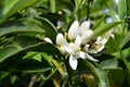 Flower of Sicily, Close-up of Orange Blossoms with a Bee Collecting Pollen Royalty Free Stock Photo