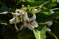 Flower of Sicily, Close-up of Orange Blossoms with a Bee Collecting Pollen Royalty Free Stock Photo