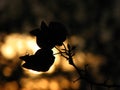 Flower Silhouette