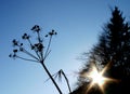 Flower Silhouette