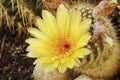 Flower of silver ball cactus Royalty Free Stock Photo