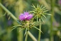 Flower of Silybum Marianum